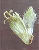  Male flower and Bract
